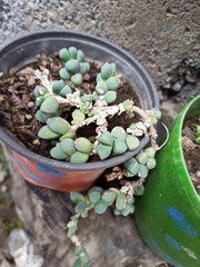 Oscularia vredenburgensis