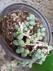 Oscularia vredenburgensis