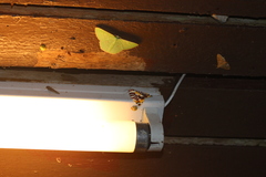 Sinna calospila