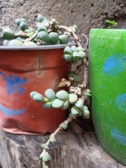 Oscularia vredenburgensis