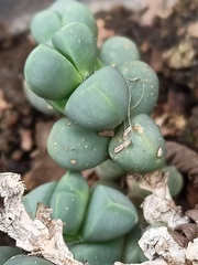 Oscularia vredenburgensis
