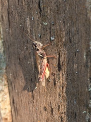 Melanoplus sanguinipes