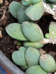 Oscularia vredenburgensis