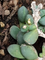 Oscularia vredenburgensis