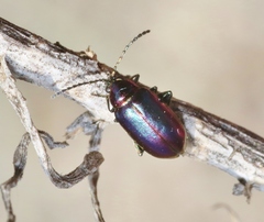 Altica torquata