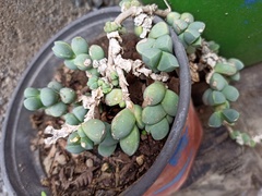 Oscularia vredenburgensis