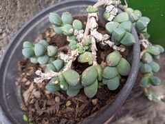 Oscularia vredenburgensis