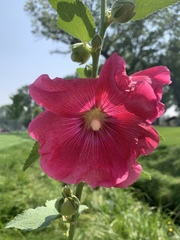 Alcea rosea