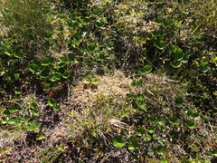 Deschampsia elongata