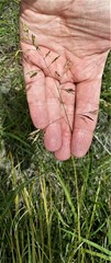 Festuca viridula