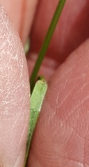 Festuca viridula
