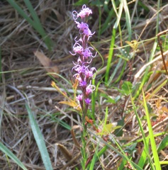 Liatris bracteata