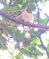 Streptopelia decaocto