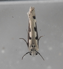 Ethmia bipunctella