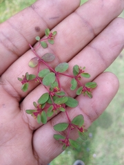 Euphorbia calderoniae
