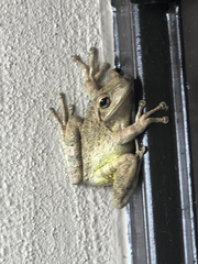 Osteopilus septentrionalis