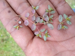 Euphorbia calderoniae
