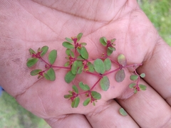 Euphorbia calderoniae