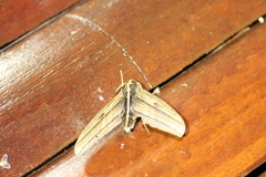 Elibia dolichus