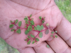 Euphorbia calderoniae