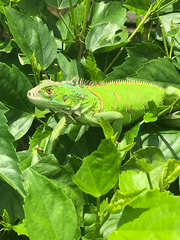 Iguana iguana