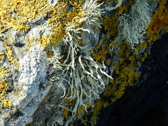 Ramalina cuspidata