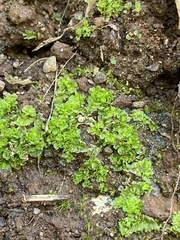 Fossombronia wondraczekii