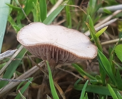 Fungi