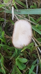 Fungi