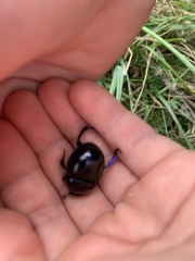 Trypocopris vernalis