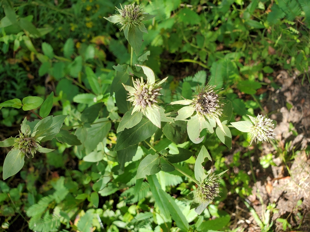 Pycnanthemum setosum; photograph (c) Tom Field, some rights reserved (CC BY)