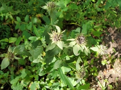 Pycnanthemum setosum