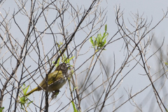 Pipilo maculatus × ocai