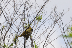 Pipilo maculatus × ocai