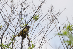 Pipilo maculatus × ocai