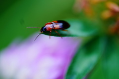 Stenolophus teutonus