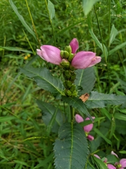 Chelone obliqua