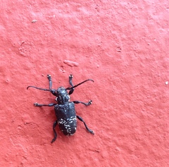 Acanthoderes funeraria