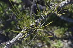 Retanilla ephedra