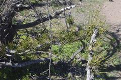 Retanilla ephedra