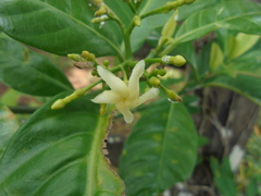 Tabernaemontana alba