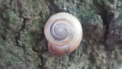 Helicoidea