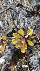 Wahlenbergia pygmaea