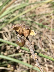 Sapium haematospermum