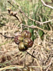 Sapium haematospermum