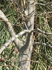 Sapium haematospermum