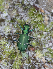 Cicindela patruela