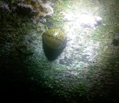 Aegithus burmeisteri