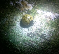 Aegithus burmeisteri