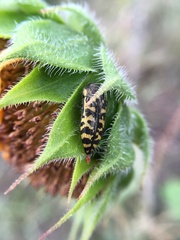 Acmaeodera decipiens
